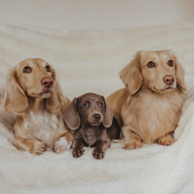 Drei Dackel liegen auf einer weißen Kuscheldecke. Die äußeren Dackel haben langes goldenes Fell und sind größer als der Dackel in der Mitte