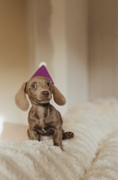 Kleiner brauner kurzhaardackel sitzt auf einer weißen Decke und trägt ein beerenfarbendes Partyhütchen mit weißem Bommel.