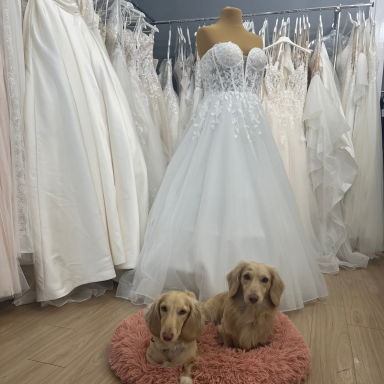 Zwei goldene langhaar Dackel liegen auf einem rose farbenden Hundekissen. Im Hintergrund sind Brautkleider in weiß und creme.