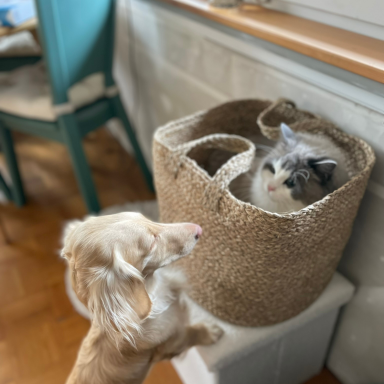 Eine weiß graue Katze in einem Rattan Korb schaut zu eine goldenen Dackel der auf den Hinterfüßen steht und die Katze begrüßt.