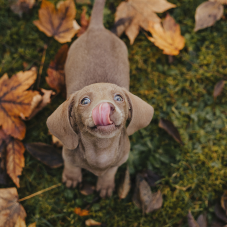 Kleiner kurzhaar Dackel in braunschaut in die Kamera und schleckt sie die Nase. Er steht auf einer Wiese welche herbstlich ist.