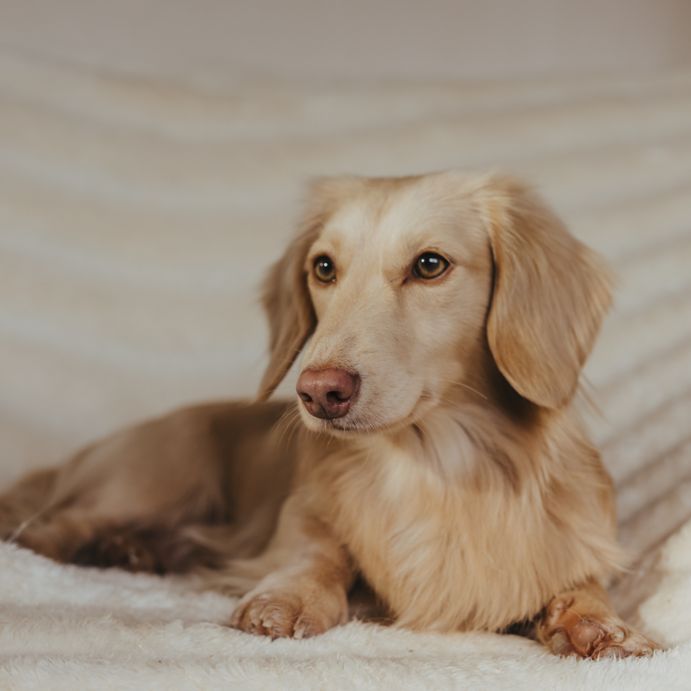 Goldener langhaar Dackel sitzt auf dem Sofa .