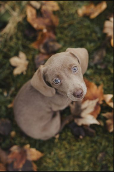 kleiner mittelbrauner Dackel mit blauen Augen, sitzt in Herbstlaub und schaut verträumt in nach oben