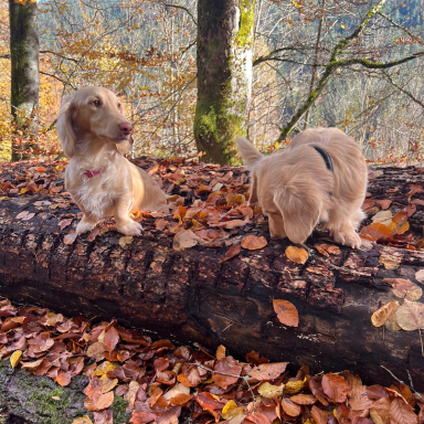 Zwei goldene Zwergdackel sitzen auf einem Baumstamm im Herbst, umgeben von verstreuten Herbstblättern.