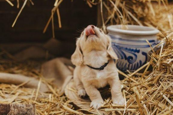 kleiner cream dachshund welpe sitzt im Stroh und streck die Zunge raus