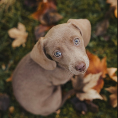 kleiner mittelbrauner Dackel mit blauen Augen, sitzt in Herbstlaub und schaut verträumt in nach oben
