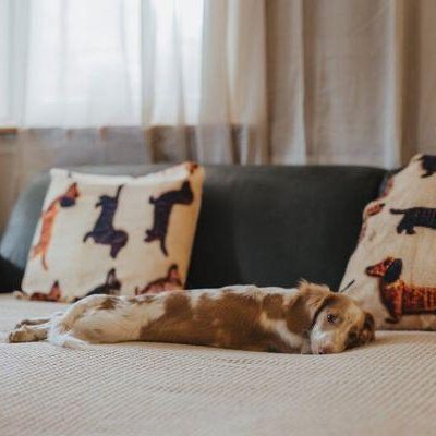 Hellbrauner Dackel liegt auf dem Sofa