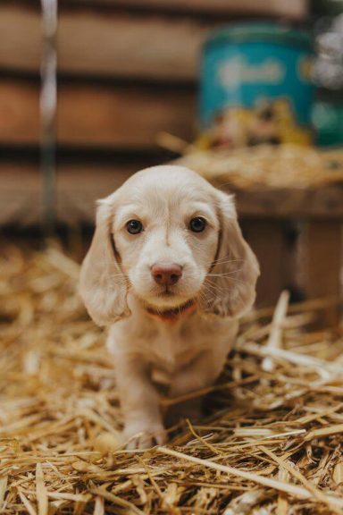 kleiner cream dachsund welpe läuft im Stroh frontal auf die Kamera zu