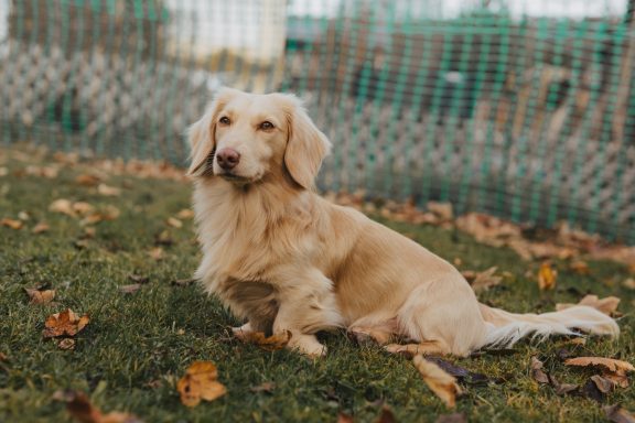 Goldener amerikanischer langhaar Dackel steht auf einer Herbstwiese. Es ist ein bewölkter Tag.
